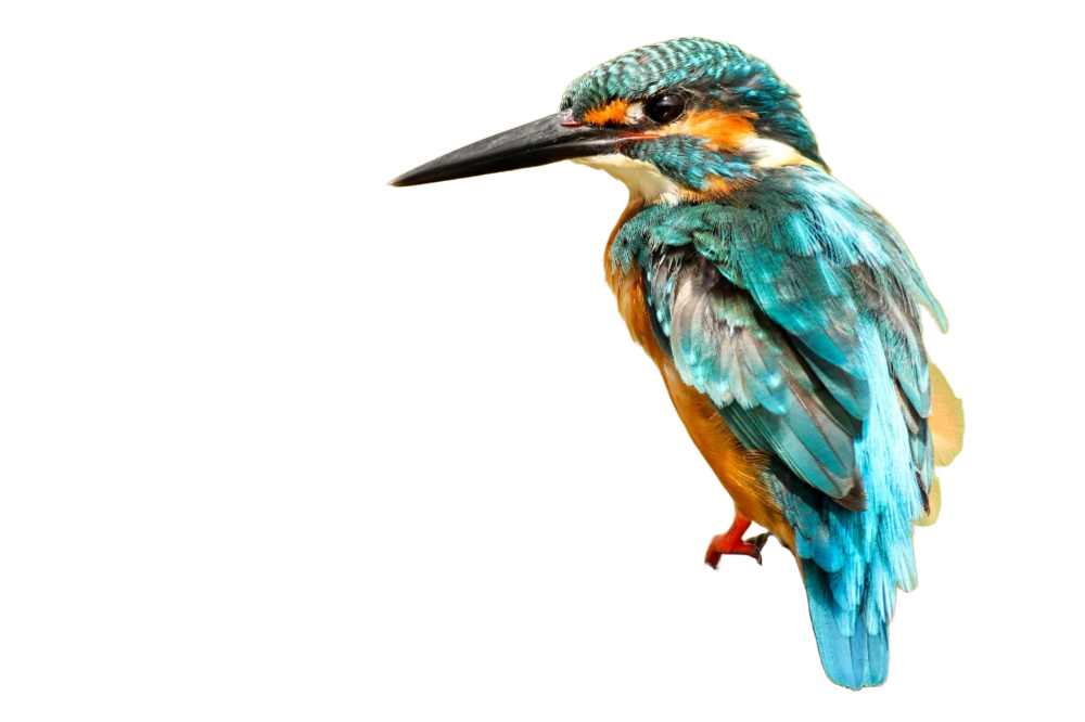 Processed Image